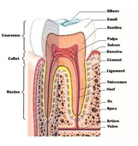 anatomie dentaire